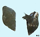 photo de columbelle rustique, Columbella rustica